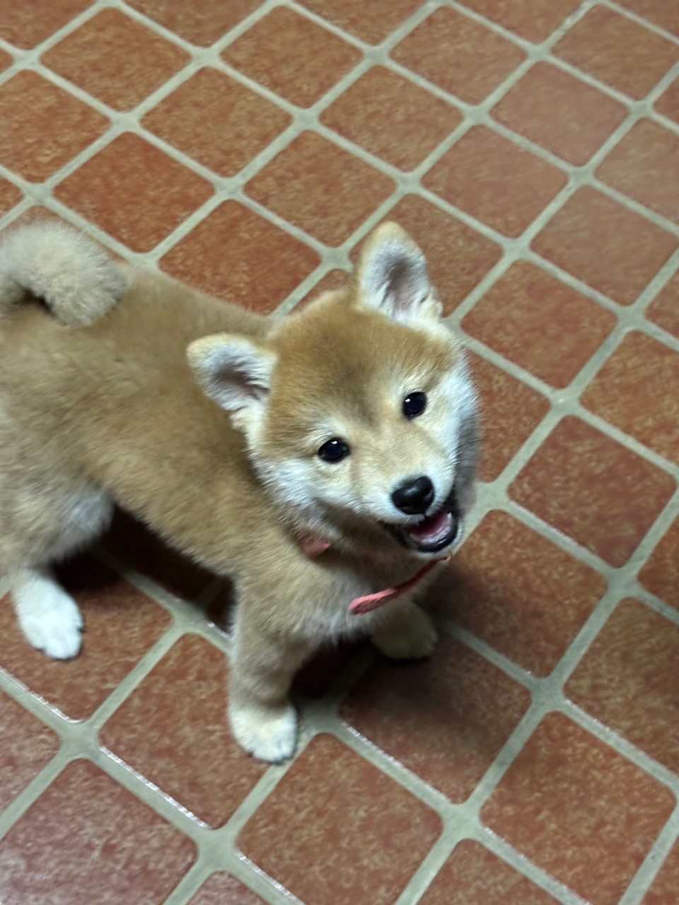 タイル床で笑顔の子犬すず