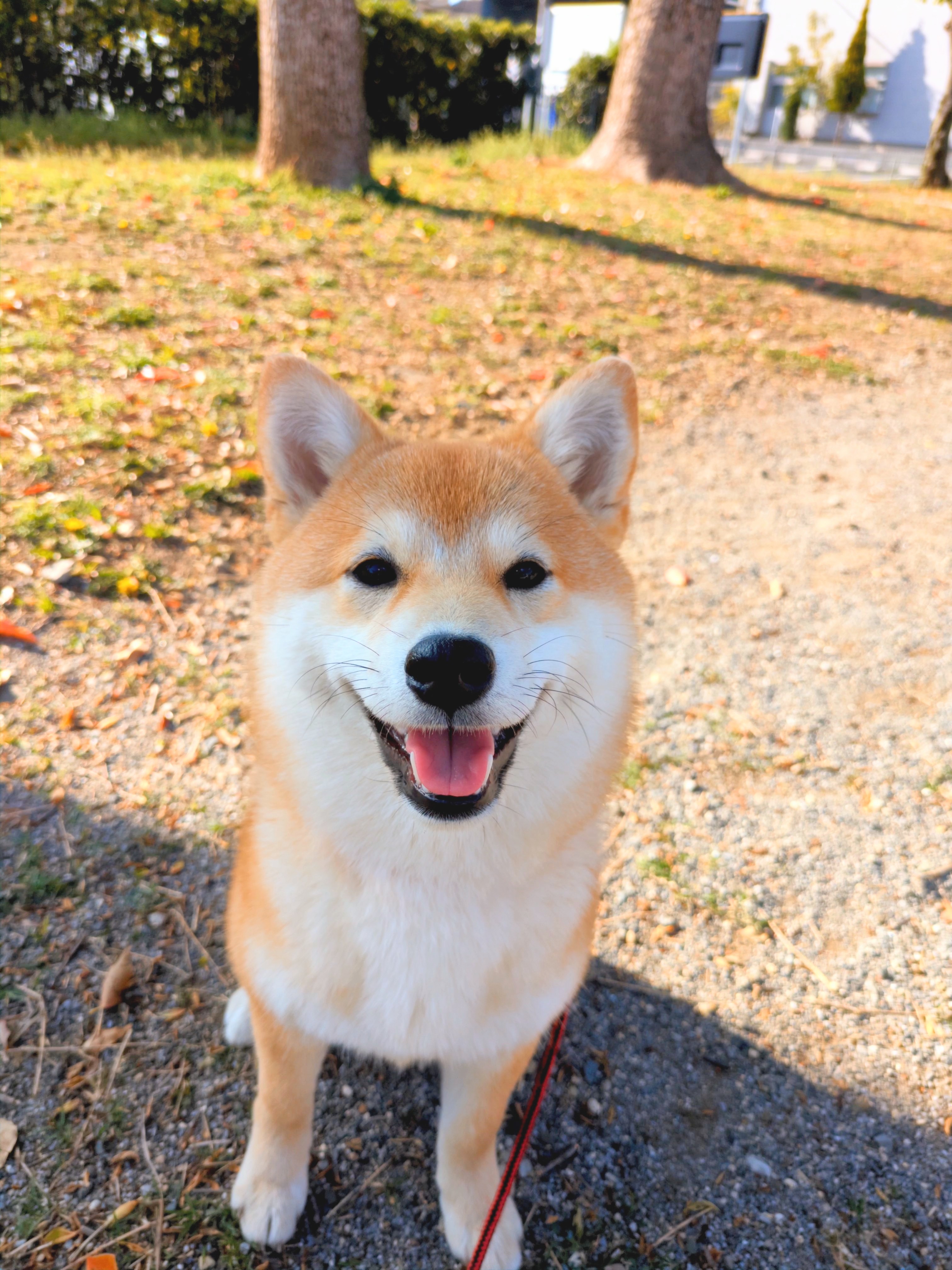 柴犬すず
