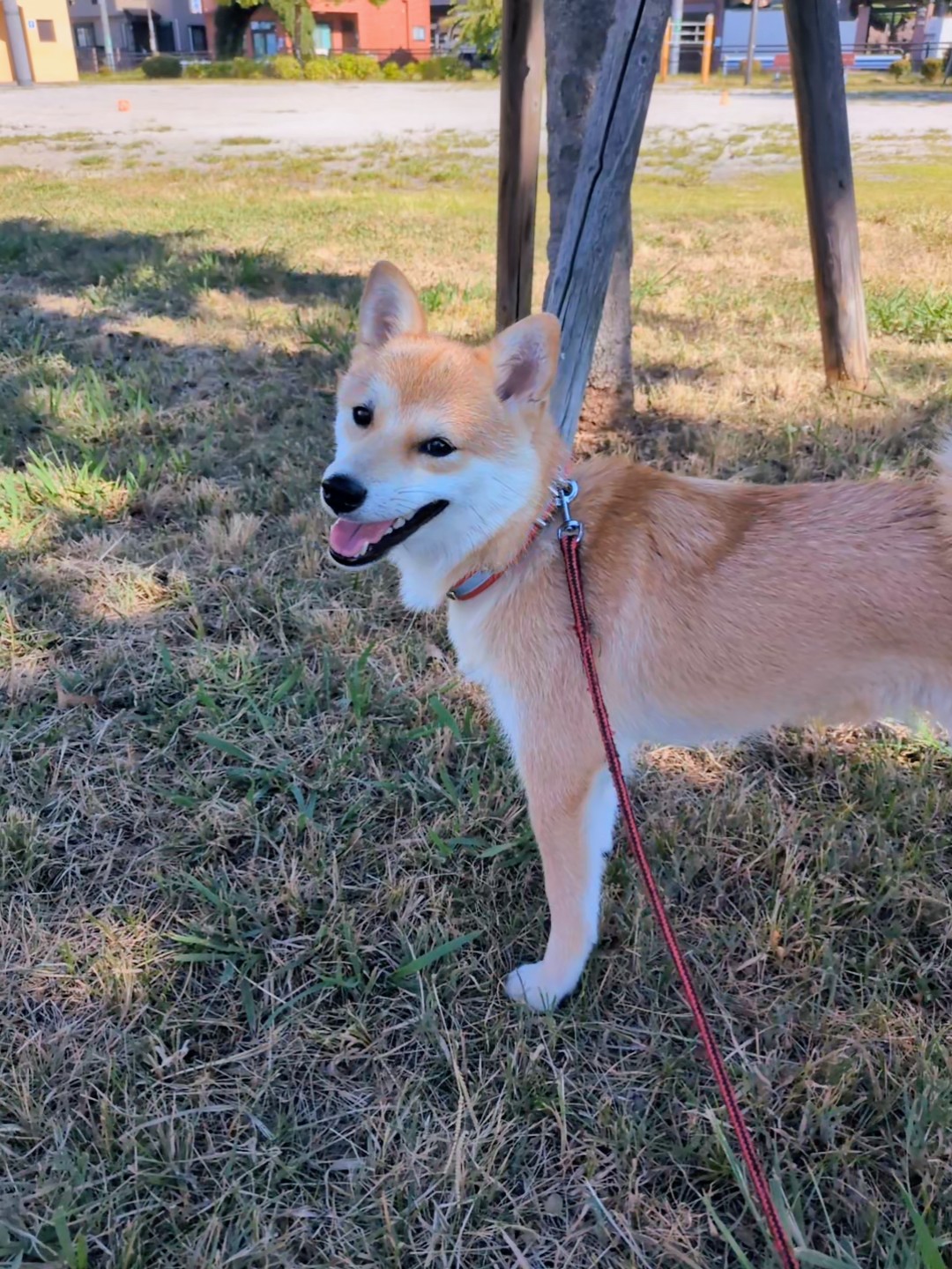 公園の草地で散歩中のすず