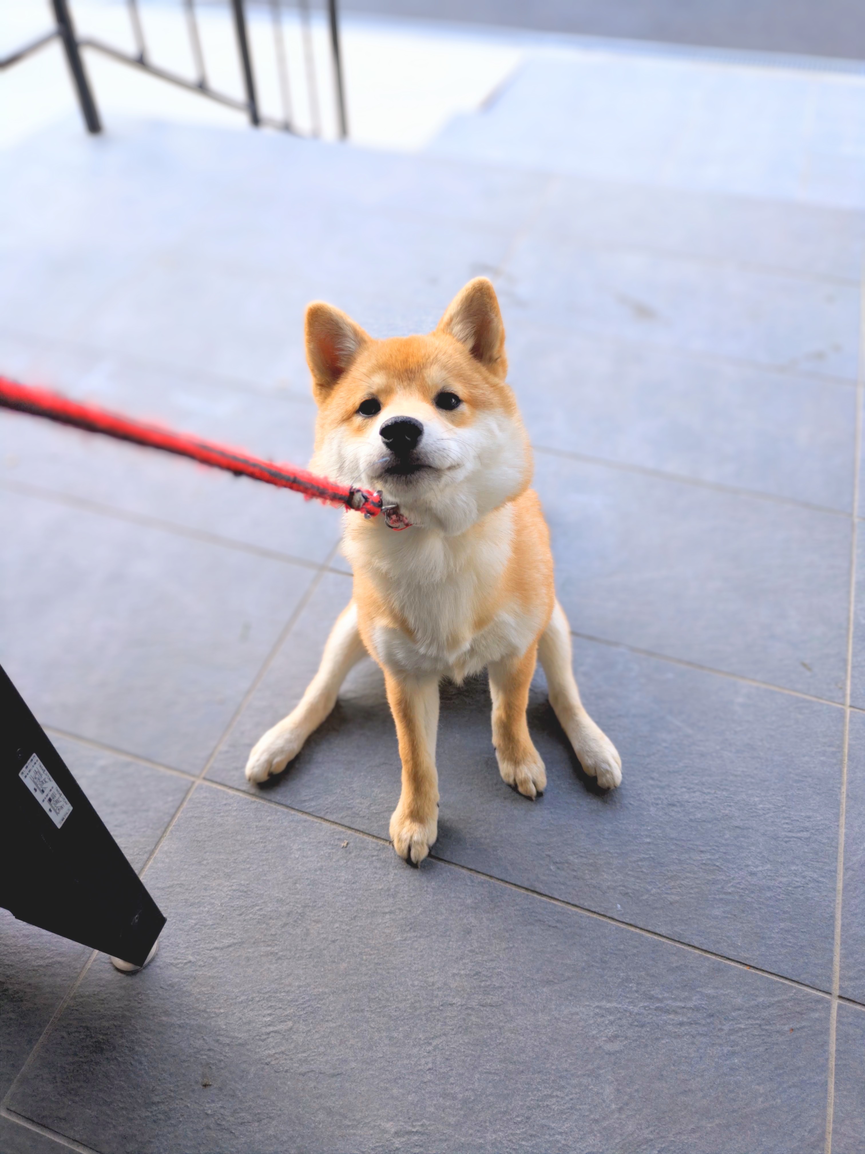 柴犬が散歩で動かない「拒否柴」の対処法｜1年半かけて改善した方法