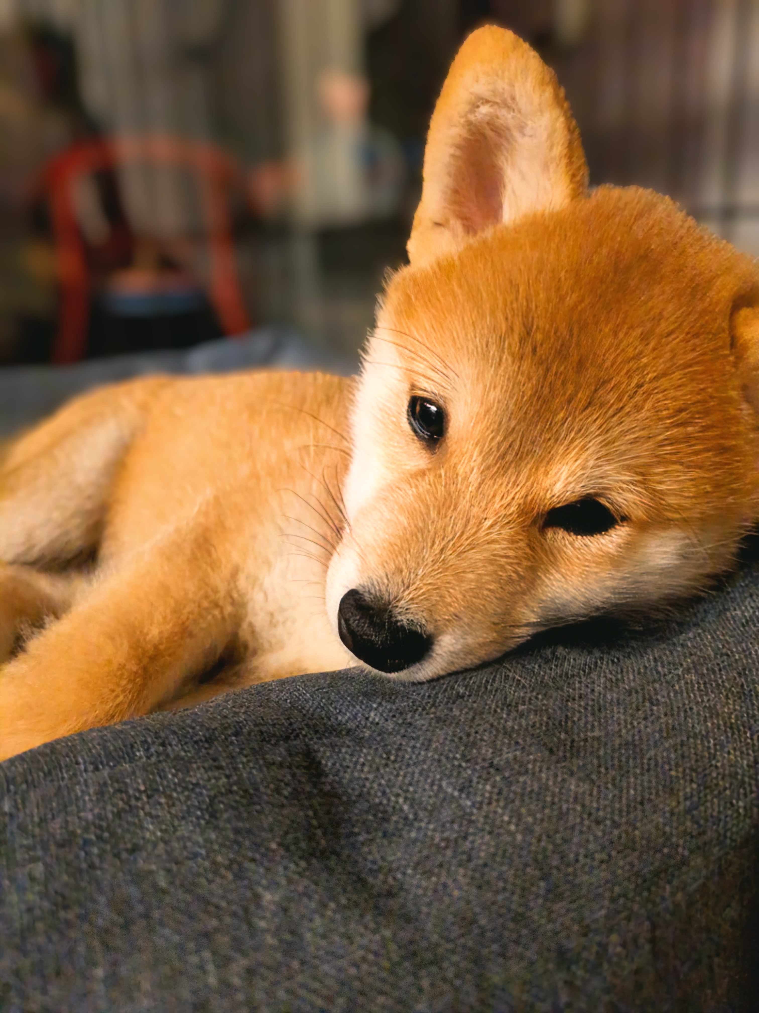 柴犬のアレルギーサイン見逃してない？食事管理と症状チェックリスト