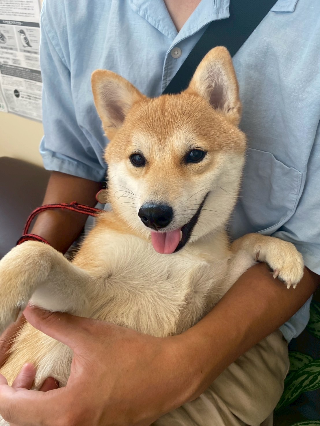柴犬が動物病院で固まる…石像化から改善するまでにやったこと