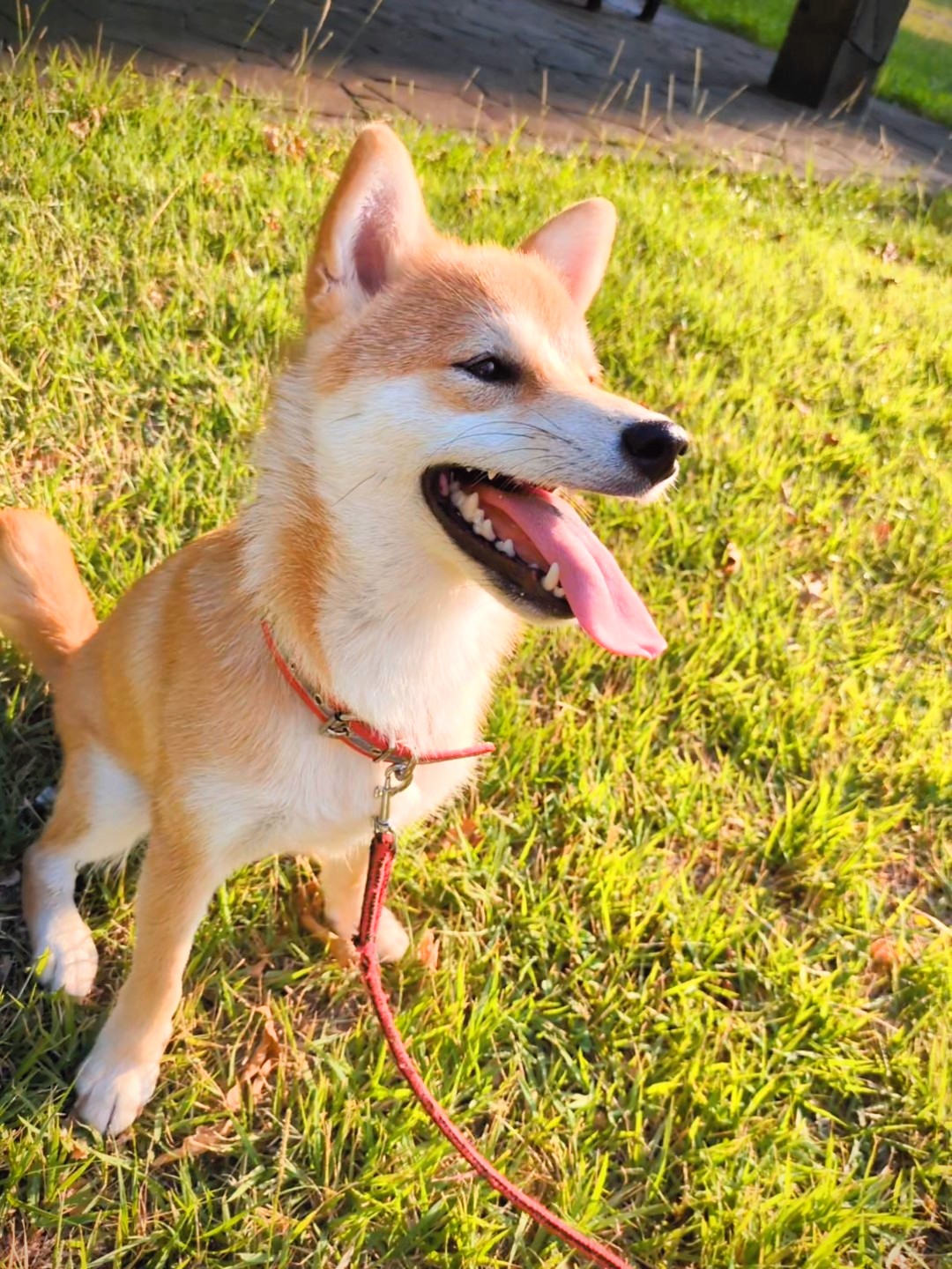 柴犬は首輪とハーネスどっち？首輪一択で1年半過ごした結果