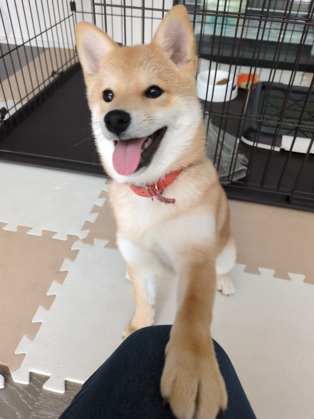 子犬期のお手