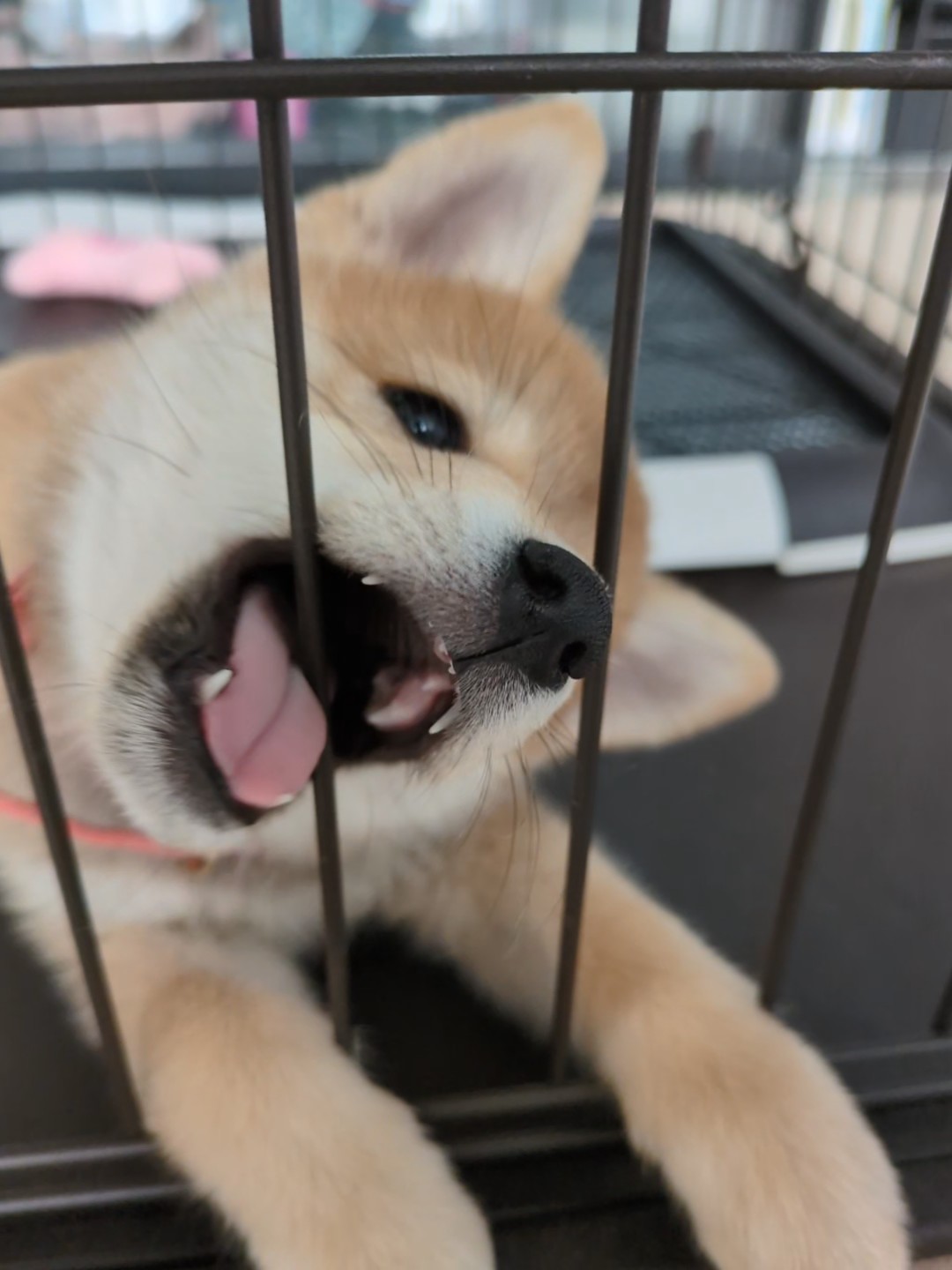 柴犬のハウストレーニング｜ケージ・クレートを「安心の場所」にする手順