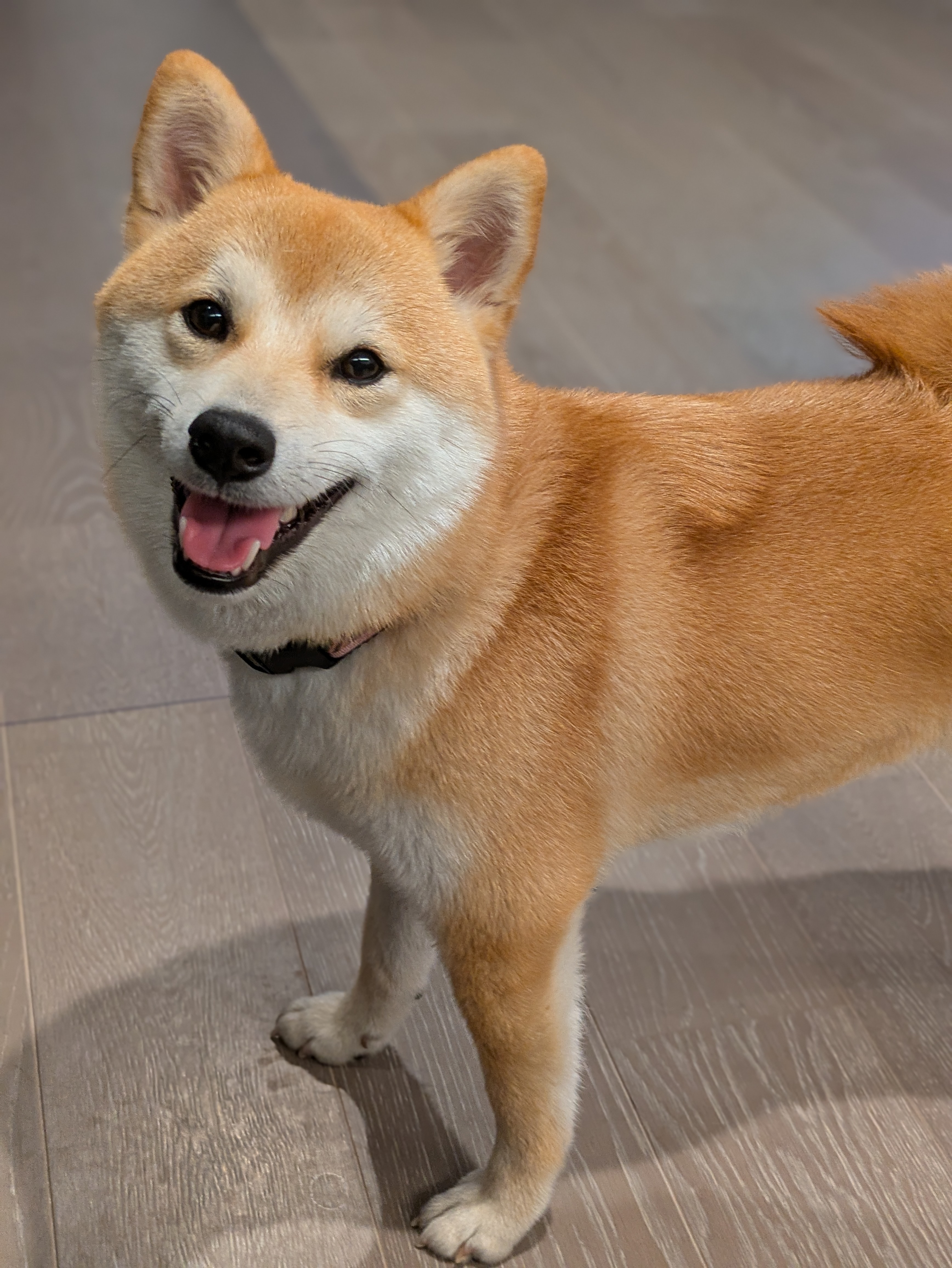 柴犬の適正体重を保つ方法｜計量スプーン1杯で微調整する管理術