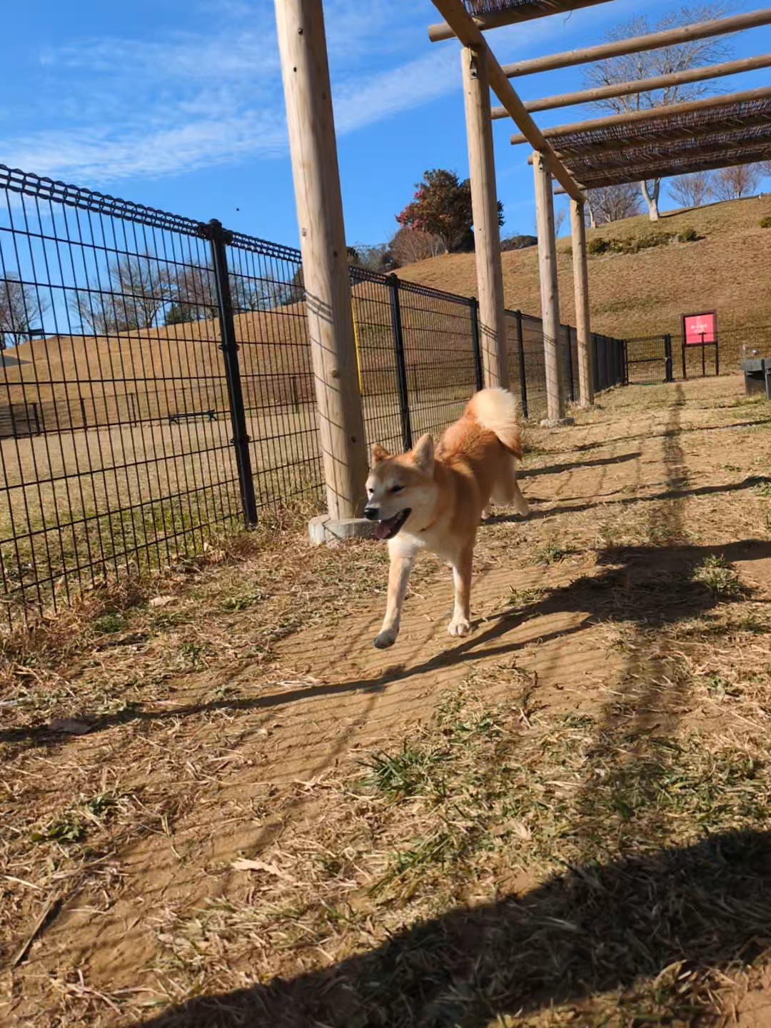 ドッグランを最大限に楽しむ方法｜柴犬に合った選び方と事前準備