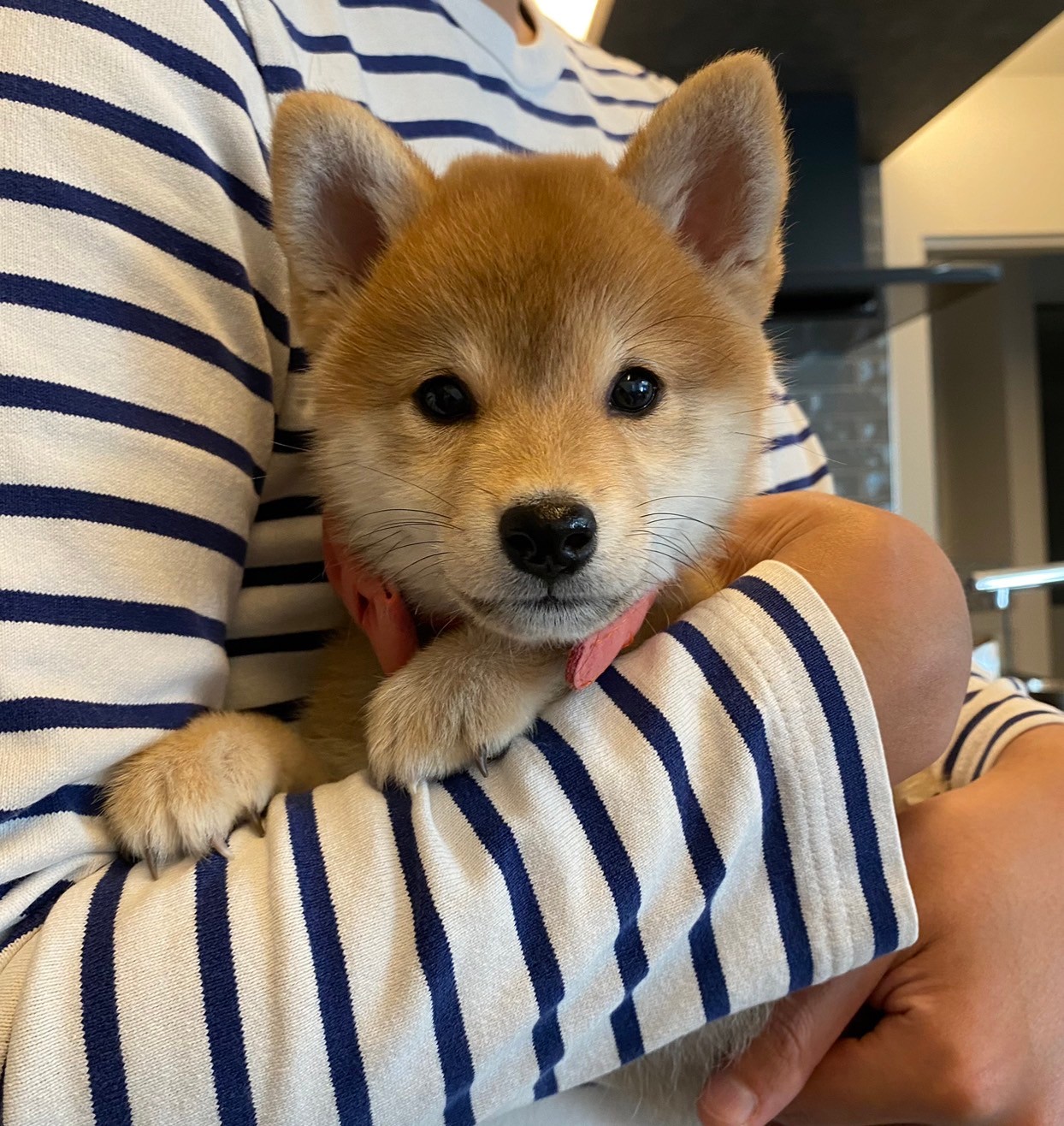 我が家でのんびりお昼寝中