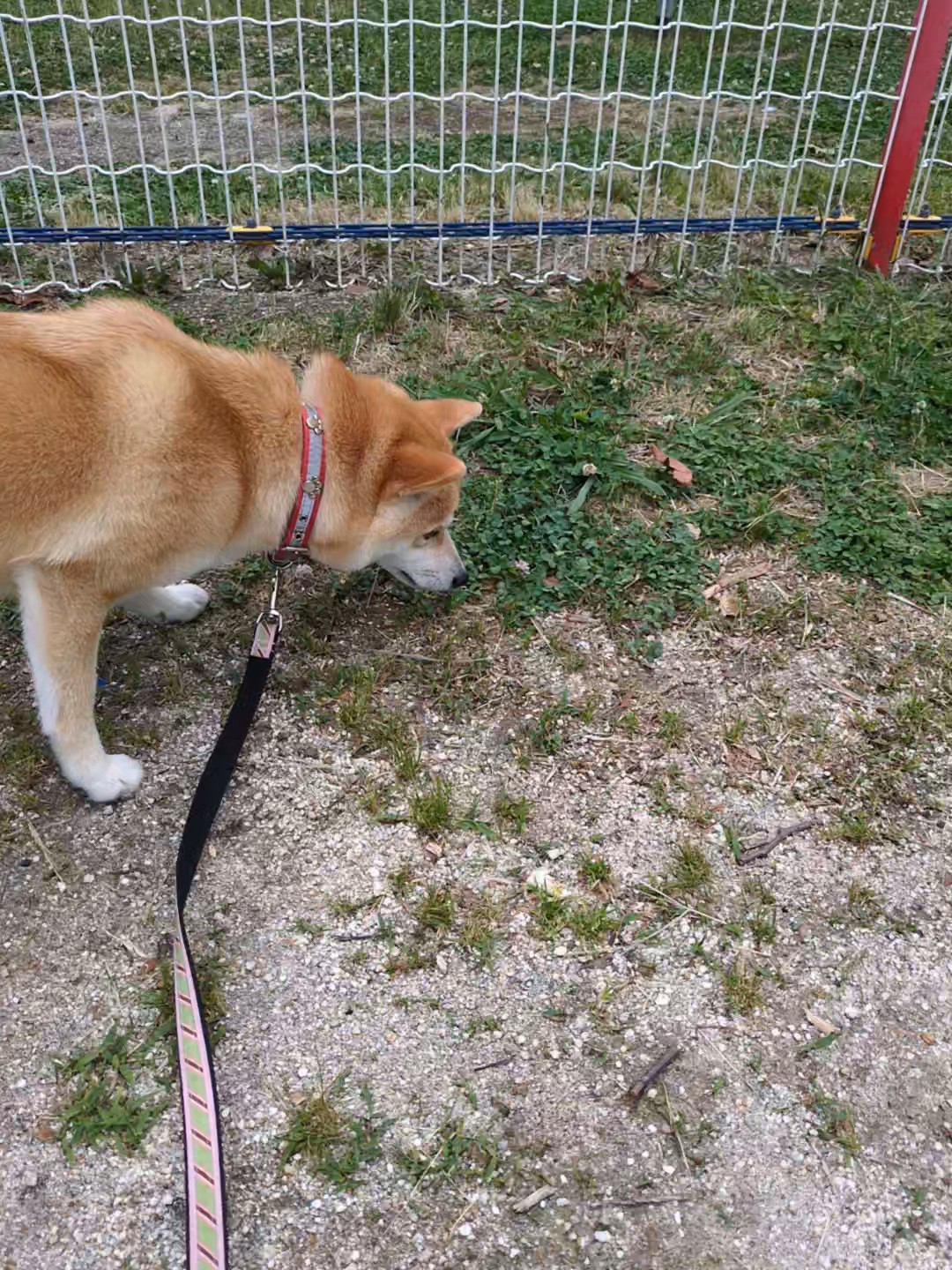 柴犬の拾い食いが直らない｜口に入れる速さに勝てない飼い主の記録