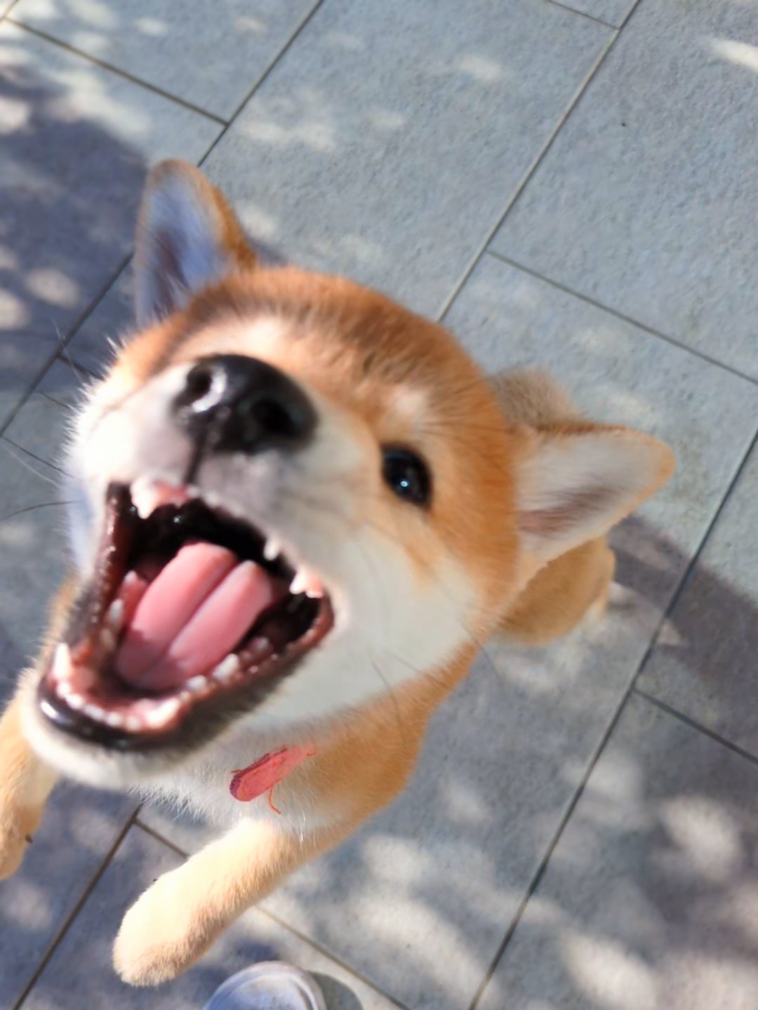 柴犬の鳴き声バリエーション｜鼻鳴き・吠え・ため息の違い
