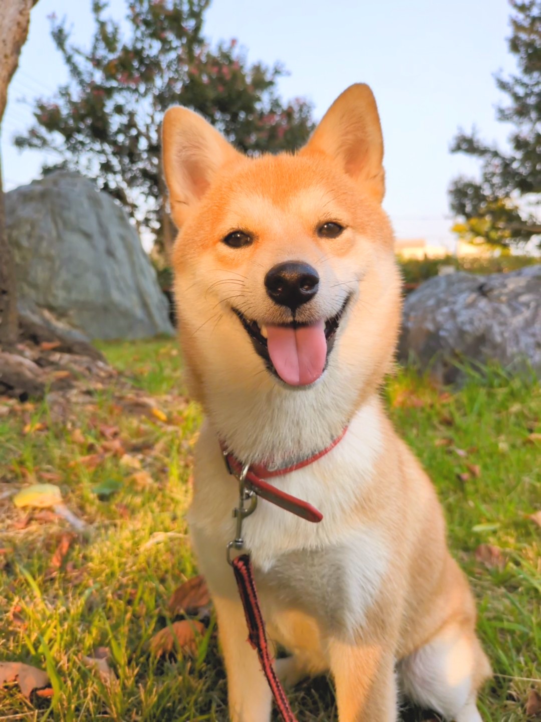 柴犬すずの、なんでもない休日。ある一日のフォト日記