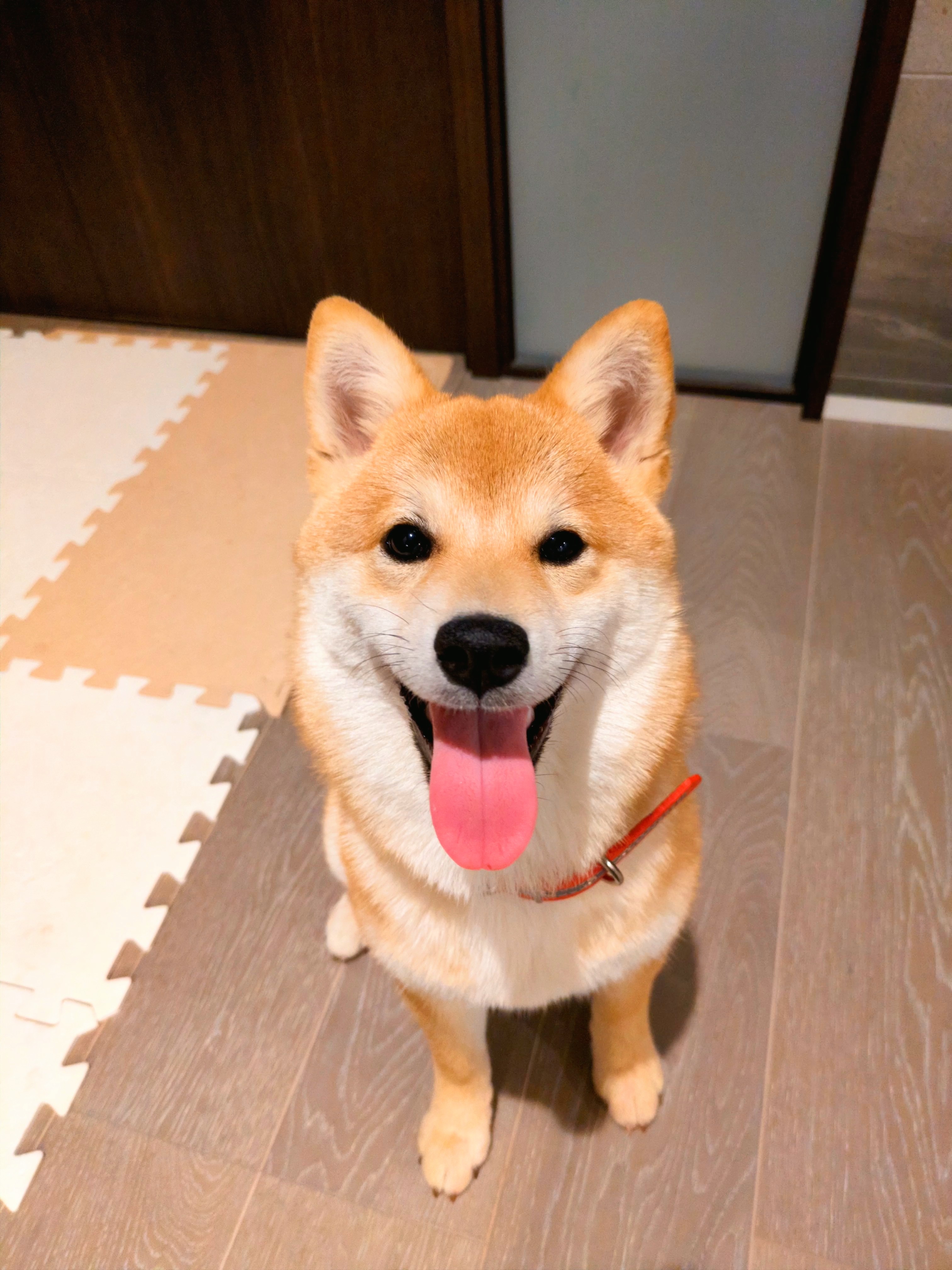 柴犬が子どもに吠える・噛もうとする｜わが家の3つのトラブルと対策