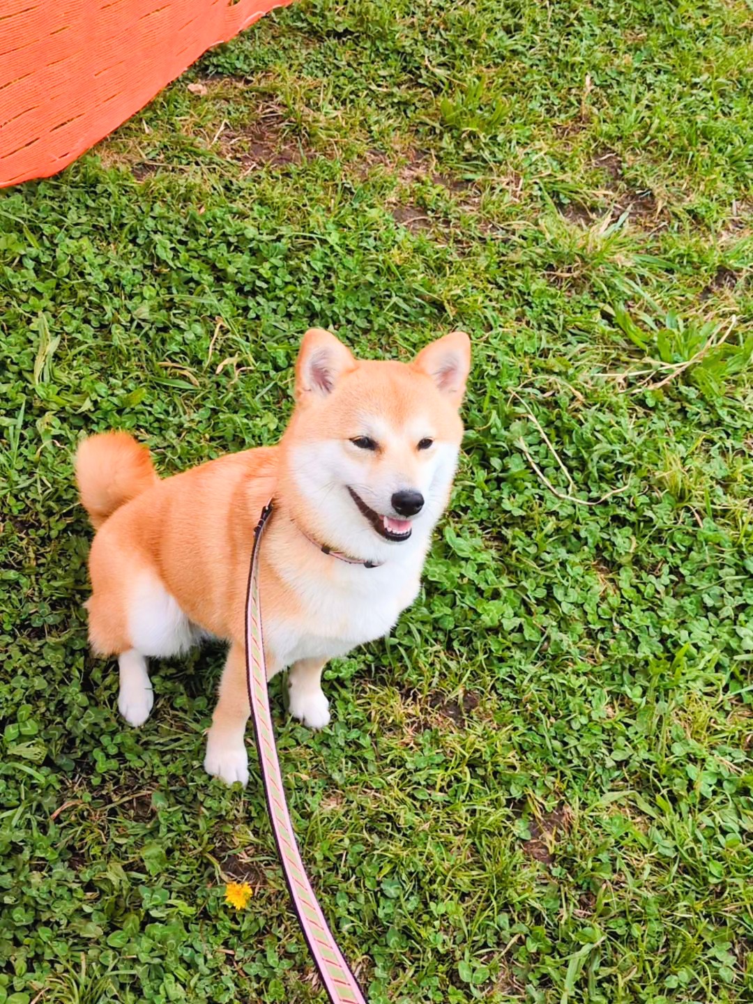 柴犬の「まて」が外でできない｜食事20秒待てるのに散歩で崩れる理由