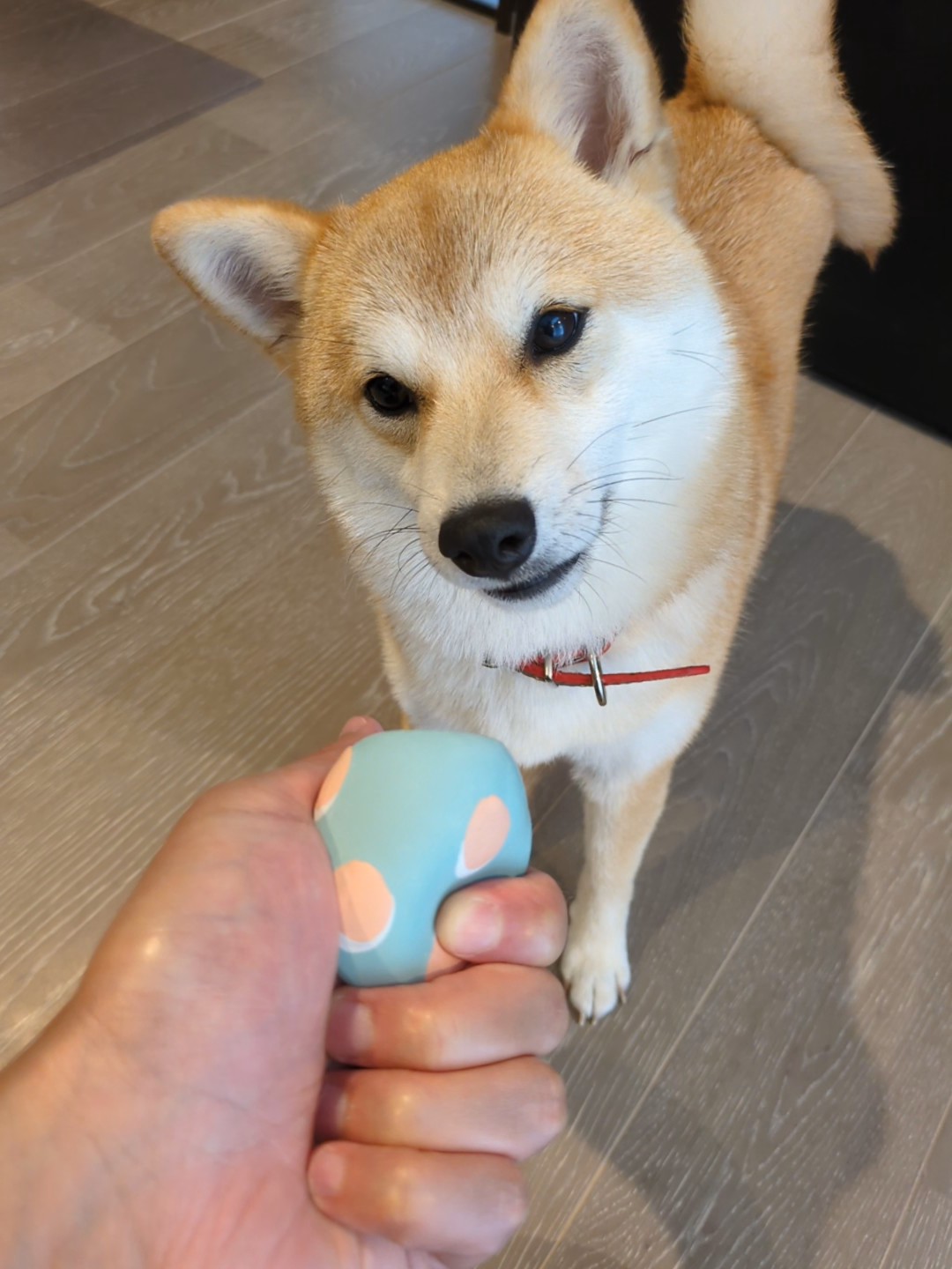 『もってこい』遊びが成立しない柴犬への教え方