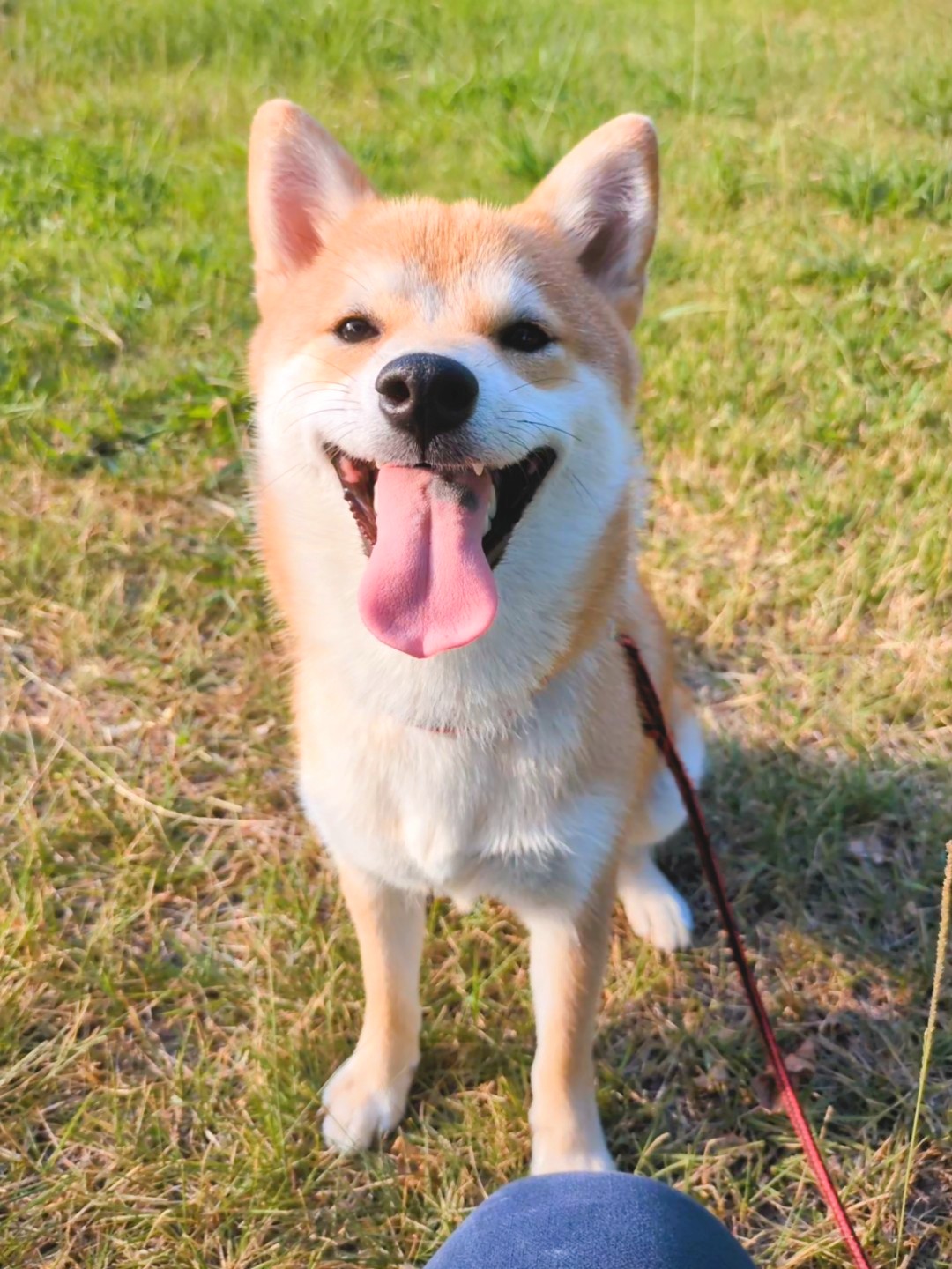 柴犬すず