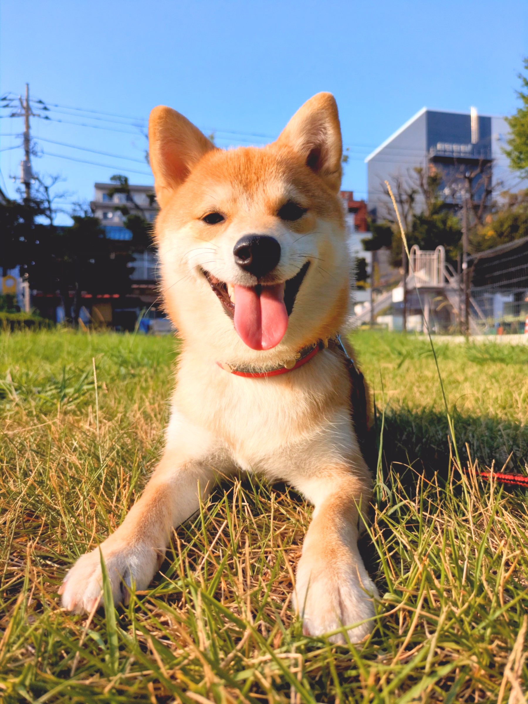 柴犬とドッグカフェ、落ち着かなかった話｜失敗から学んだ準備