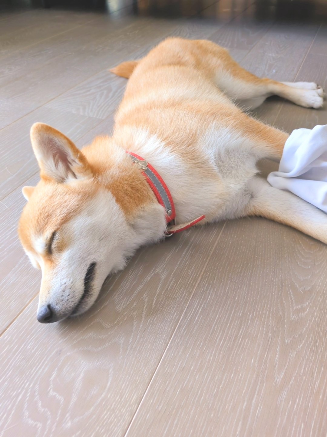 柴犬がクールマットを使わない｜フローリング派の夏の暑さ対策