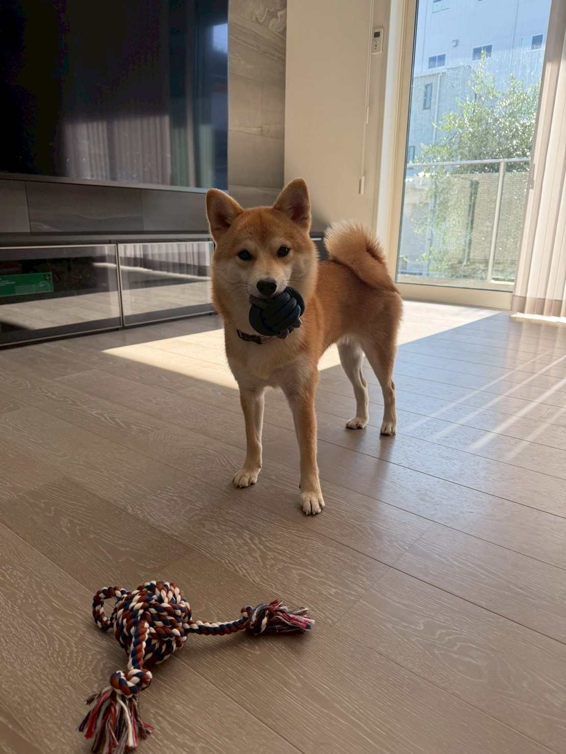 柴犬が本当に喜ぶおもちゃとは？本能を刺激する選び方のコツ