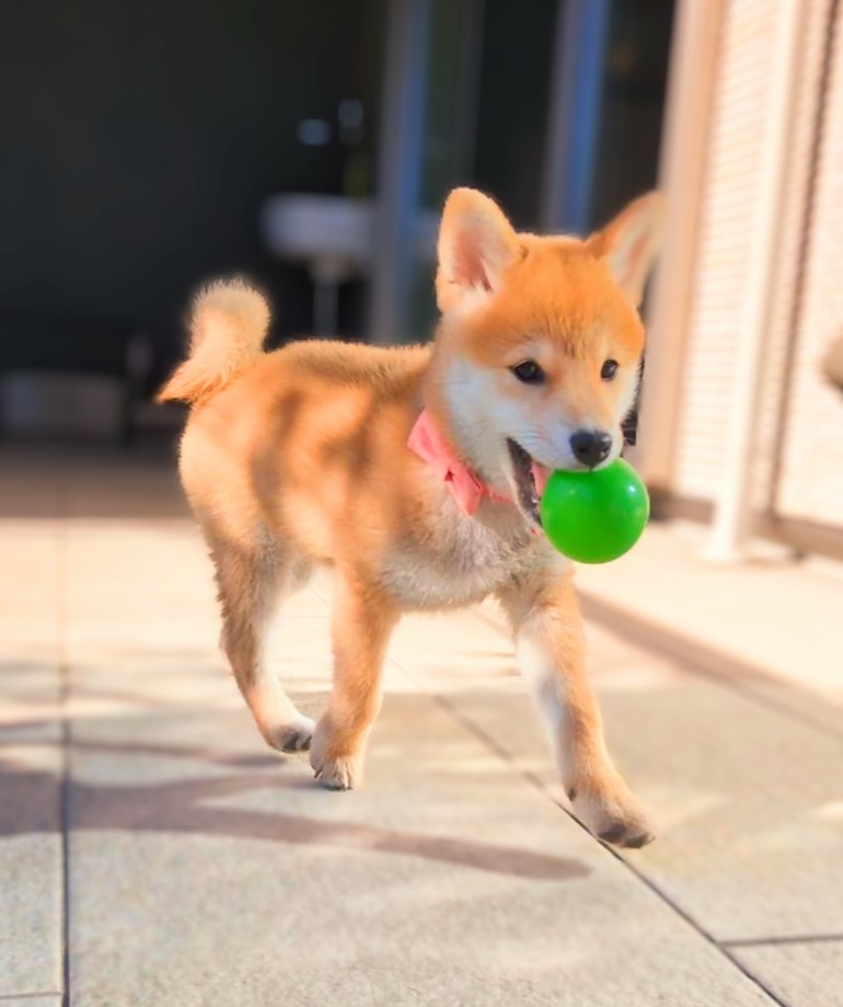 緑のボールを持ってくるすず(子犬の頃)