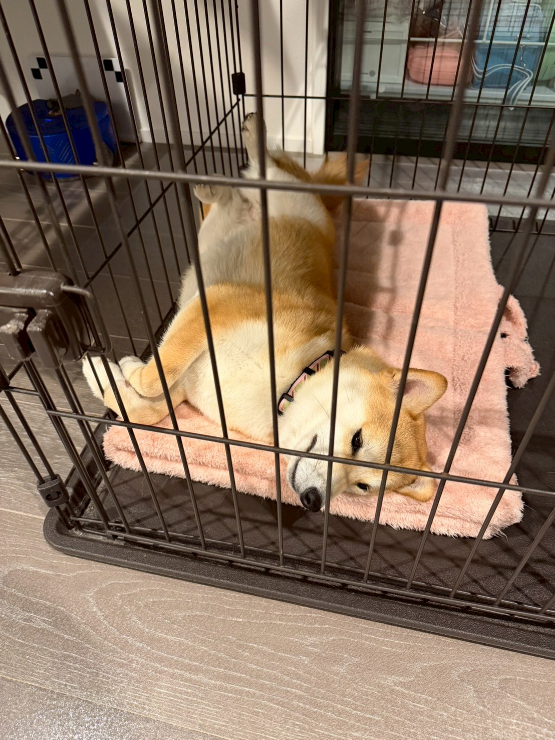 柴犬は8時間留守番できる？ペットカメラで見た実際の様子
