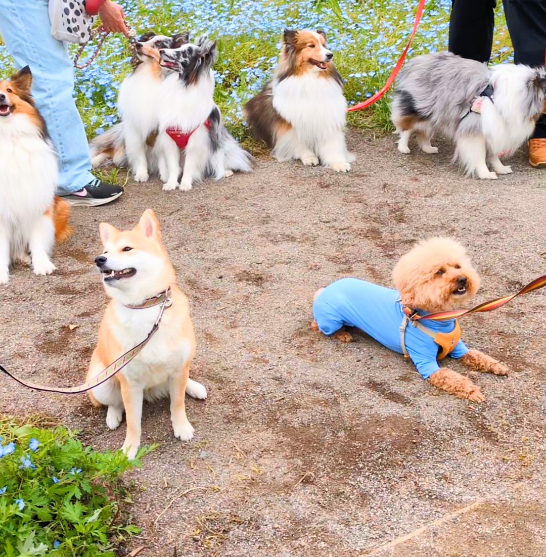 柴犬の社会化トレーニング｜子犬期に絶対やっておきたい3つの体験