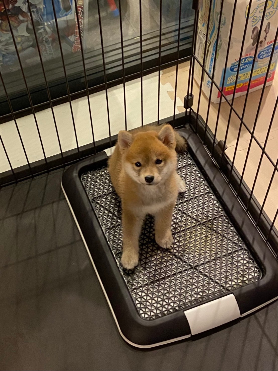 柴犬のトイレ失敗が続く時の対処法｜シーツを破る子への実践記録