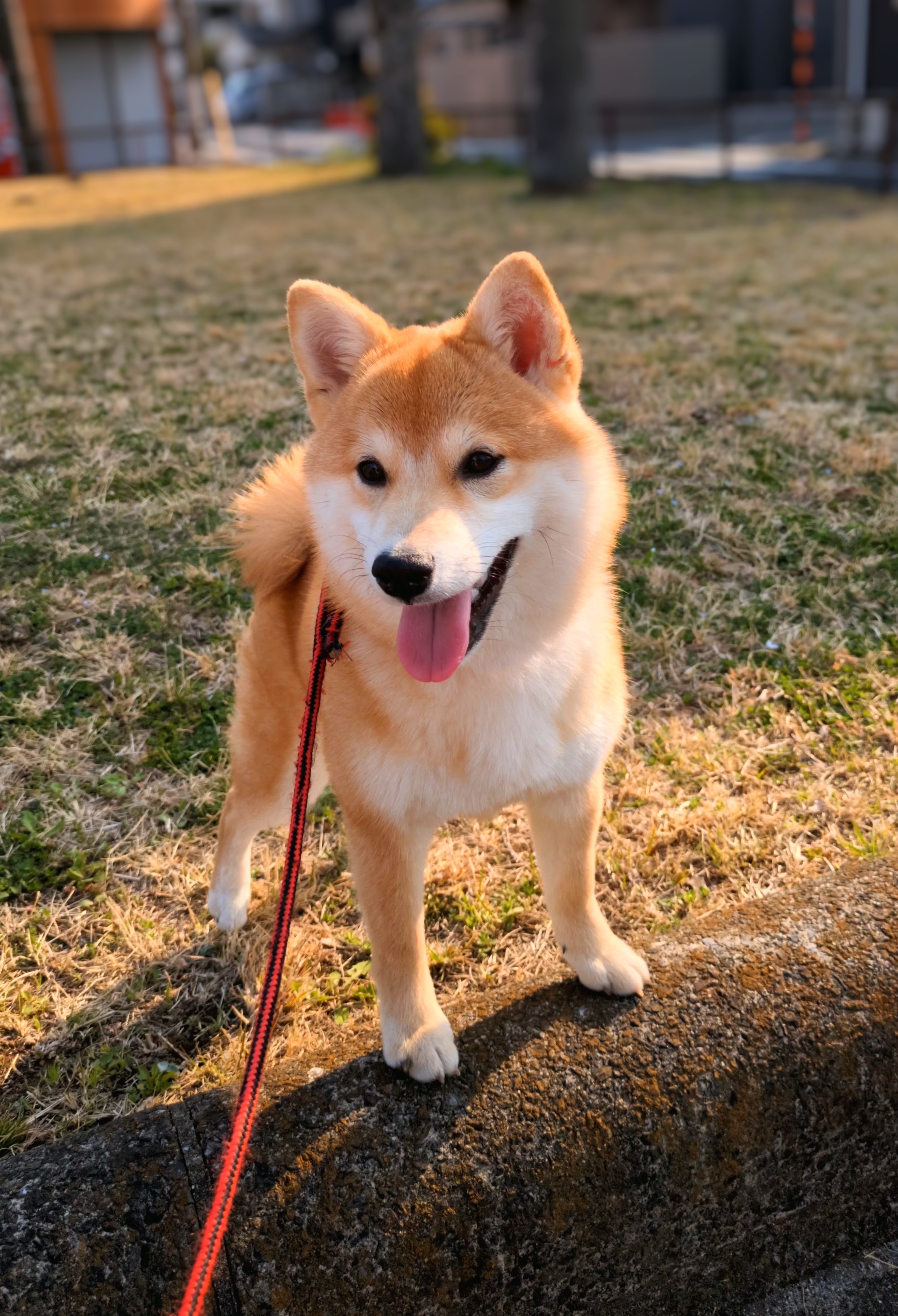 散歩の歩き方を見直す｜柴犬と『歩く』を楽しむコツ